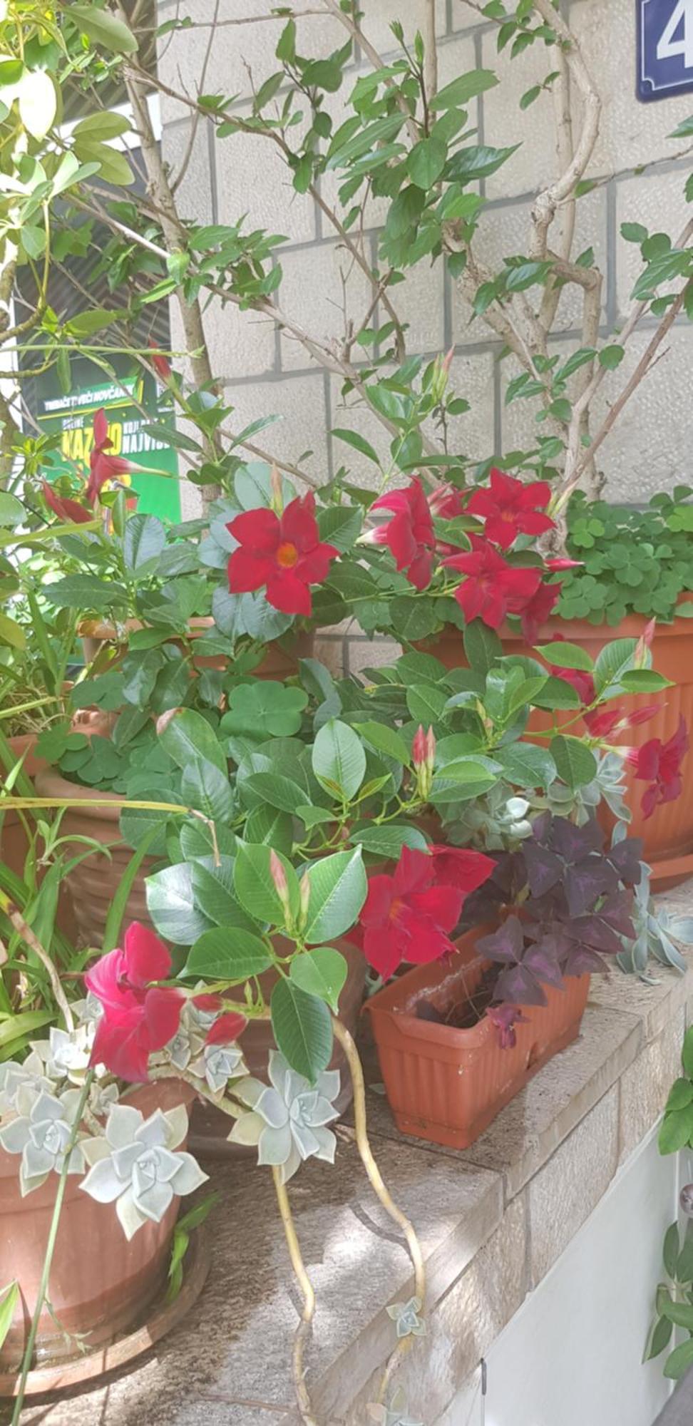 Villa Pedja Zec Exclusive 3+ Budva Dış mekan fotoğraf